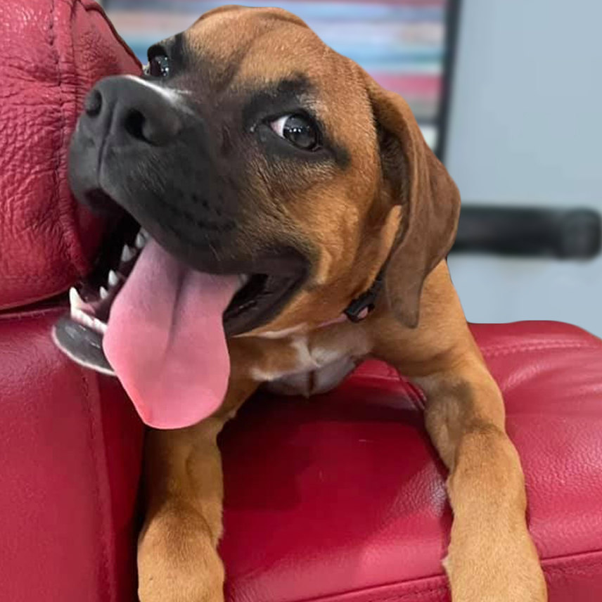 Puppy Boxer laying on a red couch with its tongue out