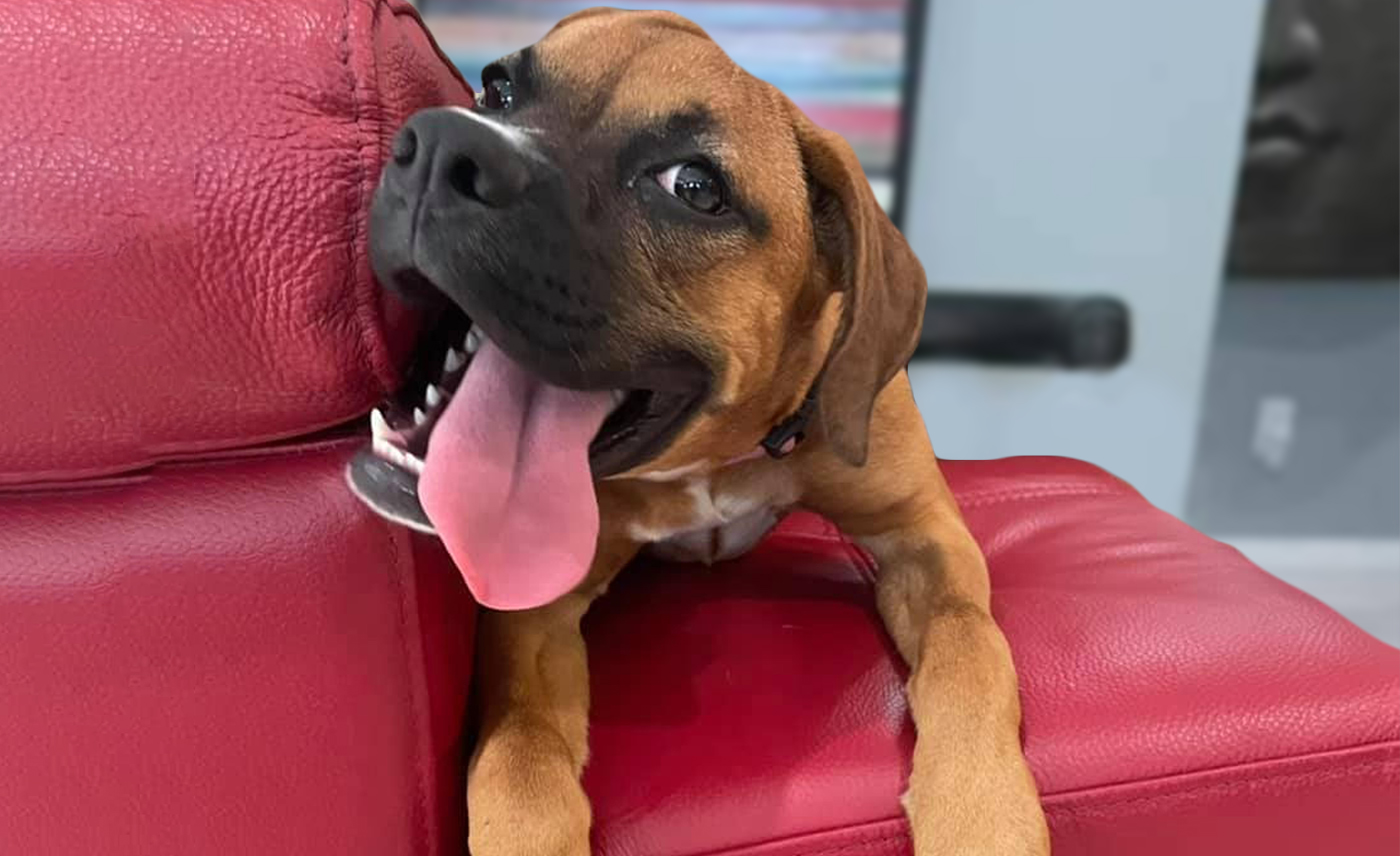 Puppy Boxer laying on a red couch with its tongue out