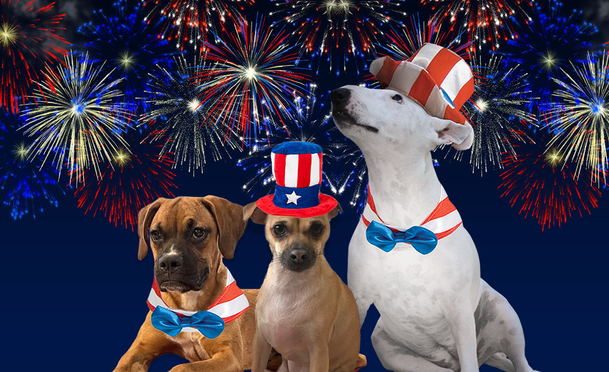 Three dogs in front of fireworks